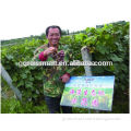 seaweed base fertilizer for grape, improving the quality obviously